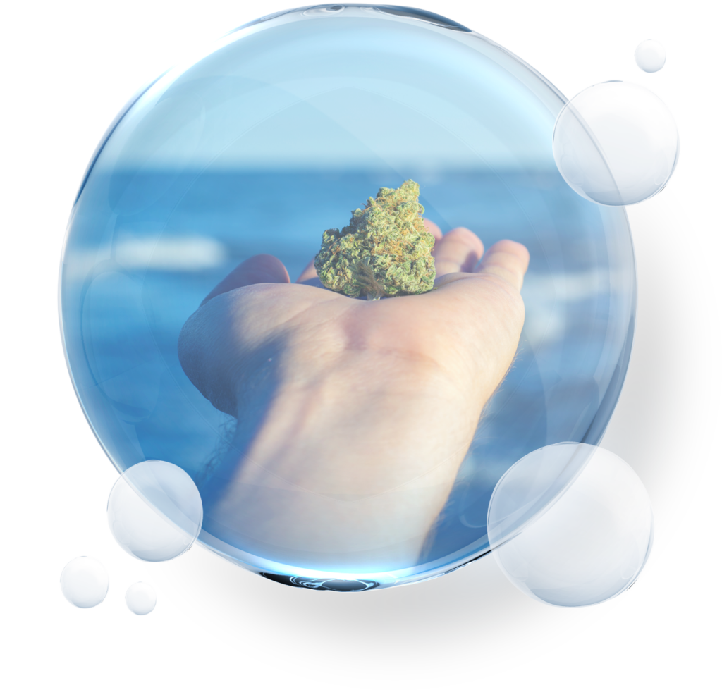 open hand with a cannabis plant on top with the ocean on the background