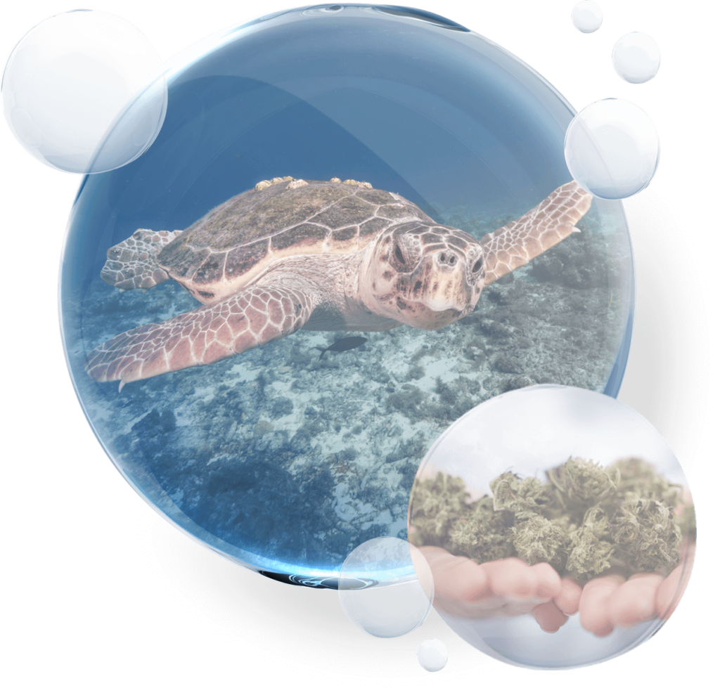 About Us – Turtle in the ocean inside a buble