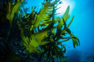 Seaweed inside the ocean